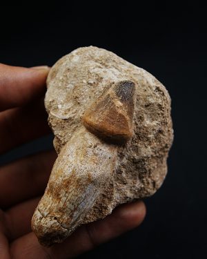 Mosasaurus globidens