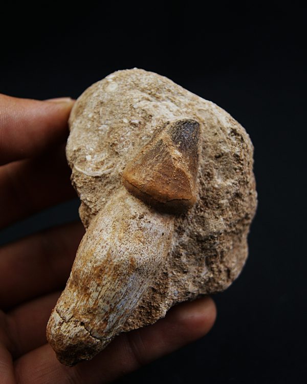 Mosasaurus globidens
