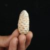 Piña fósil Equicalastrobus chinleana