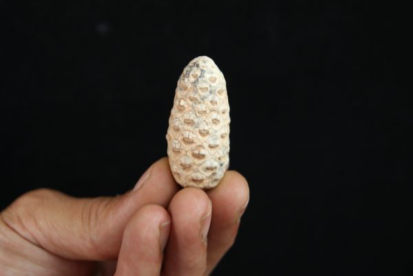 Piña fósil Equicalastrobus chinleana