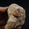 Mosasaurus globidens