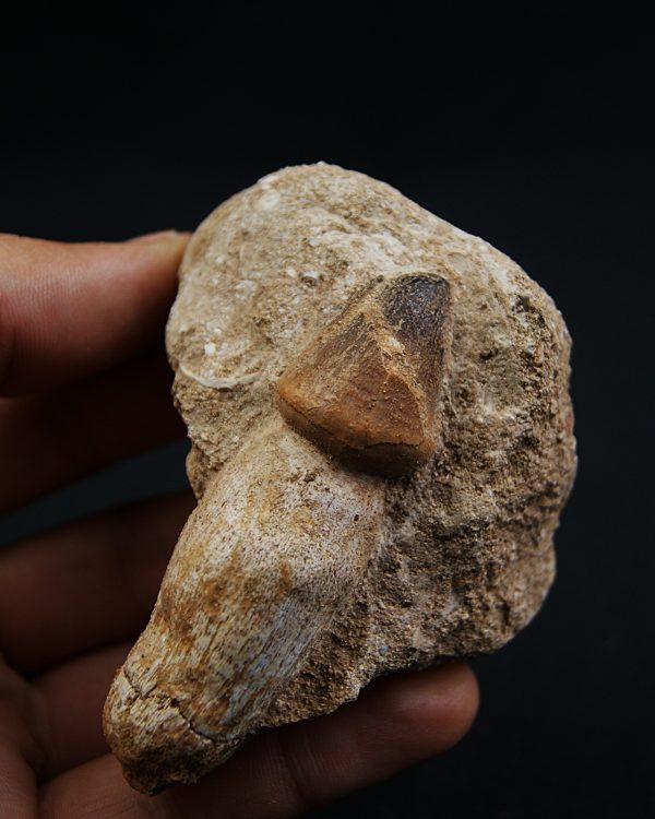 Mosasaurus globidens