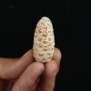 Piña fósil Equicalastrobus chinleana