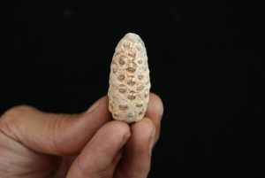 Piña fósil Equicalastrobus chinleana