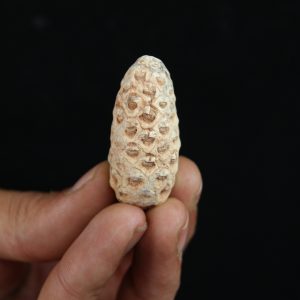 Piña fósil Equicalastrobus chinleana