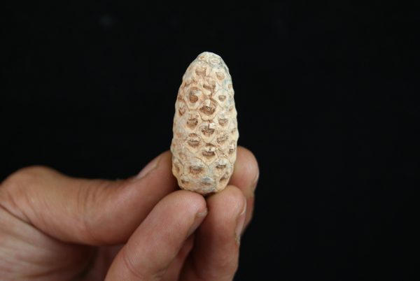 Piña fósil Equicalastrobus chinleana