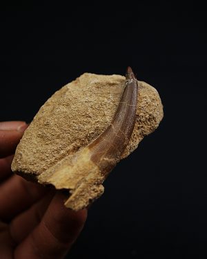 Plesiosaurus