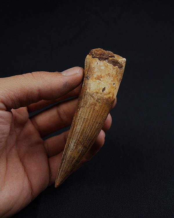 Terópodo Spinosaurus aegyptiacus