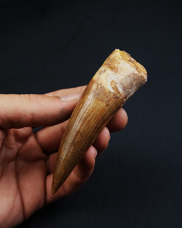 Terópodo Spinosaurus aegyptiacus
