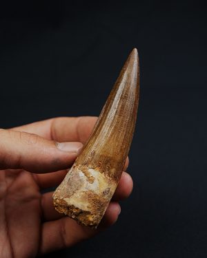 Terópodo Spinosaurus aegyptiacus