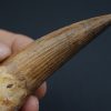 Terópodo Spinosaurus aegyptiacus