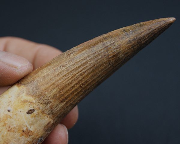 Terópodo Spinosaurus aegyptiacus