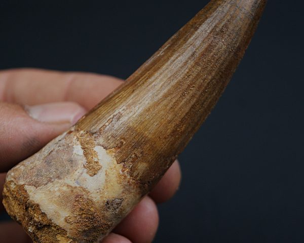 Terópodo Spinosaurus aegyptiacus
