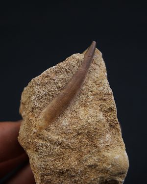 Plesiosaurus
