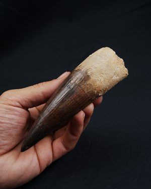 Spinosaurus aegyptiacus