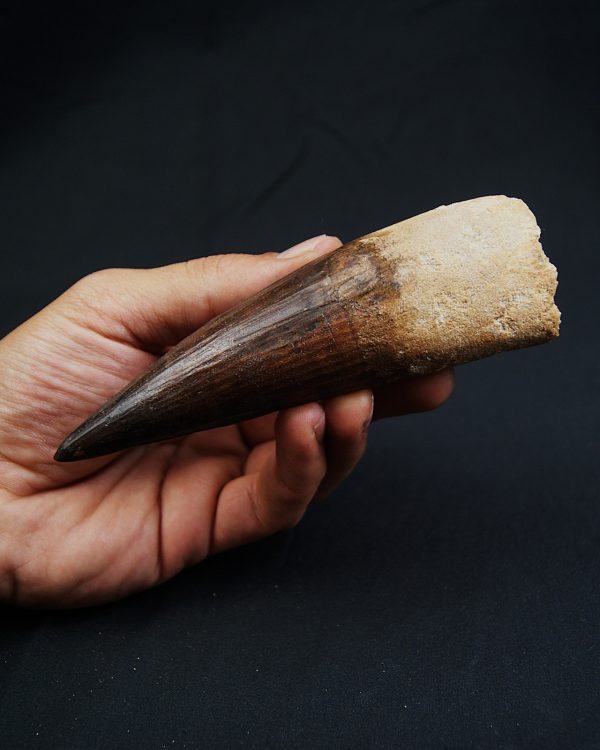 Spinosaurus aegyptiacus