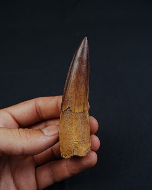 Diente único de Spinosaurus aegyptiacus