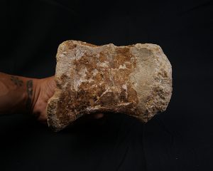 Vértebra de Spinosaurus aegyptiacus