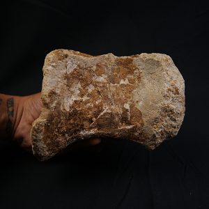 Vértebra de Spinosaurus aegyptiacus