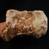 Vértebra de Spinosaurus aegyptiacus