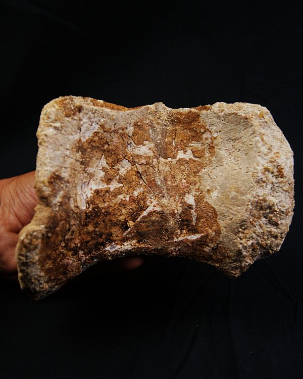 Vértebra de Spinosaurus aegyptiacus