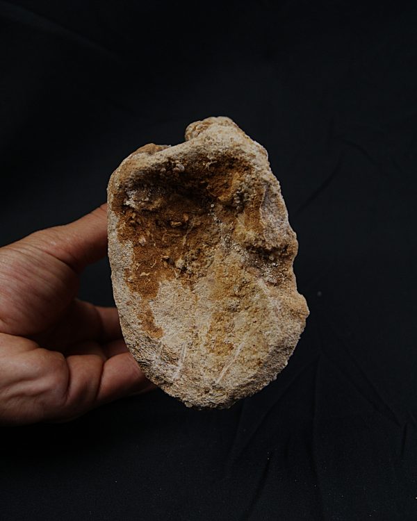 Vértebra de Spinosaurus aegyptiacus