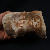Vértebra de Spinosaurus aegyptiacus