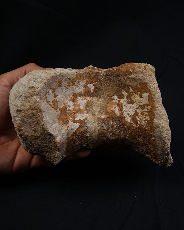 Vértebra de Spinosaurus aegyptiacus