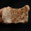 Vértebra de Spinosaurus aegyptiacus