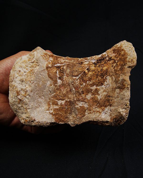 Vértebra de Spinosaurus aegyptiacus