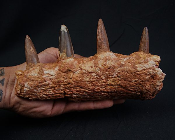 Mandíbula de Spinosaurus aegyptiacus