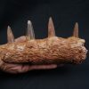 Mandíbula de Spinosaurus aegyptiacus