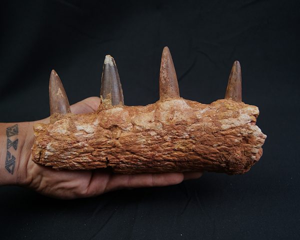 Mandíbula de Spinosaurus aegyptiacus