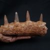 Mandíbula de Spinosaurus aegyptiacus