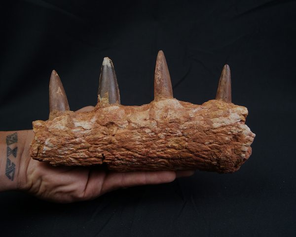 Mandíbula de Spinosaurus aegyptiacus