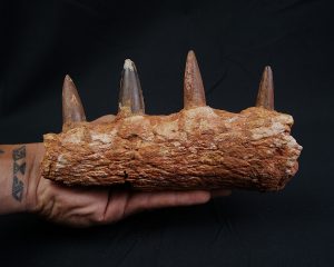 Mandíbula de Spinosaurus aegyptiacus