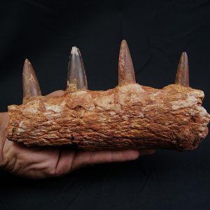 Mandíbula de Spinosaurus aegyptiacus
