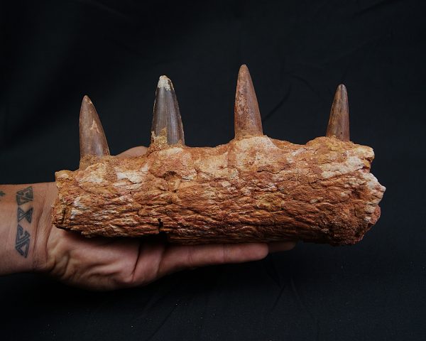 Mandíbula de Spinosaurus aegyptiacus