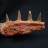 Mandíbula de Spinosaurus aegyptiacus