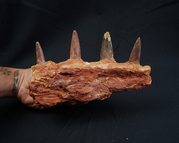Mandíbula de Spinosaurus aegyptiacus