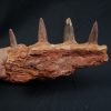 Mandíbula de Spinosaurus aegyptiacus