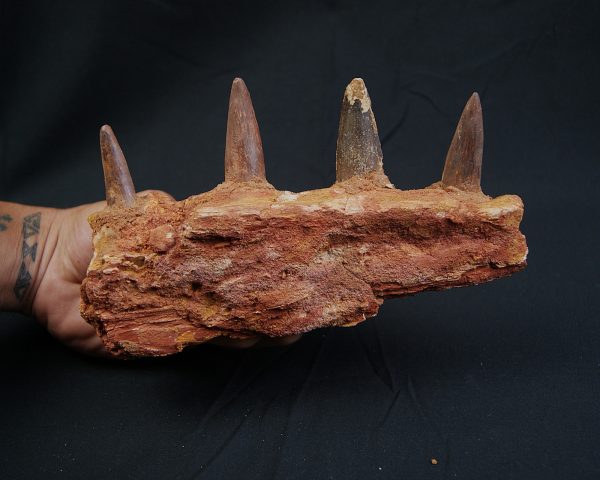 Mandíbula de Spinosaurus aegyptiacus