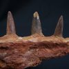 Mandíbula de Spinosaurus aegyptiacus
