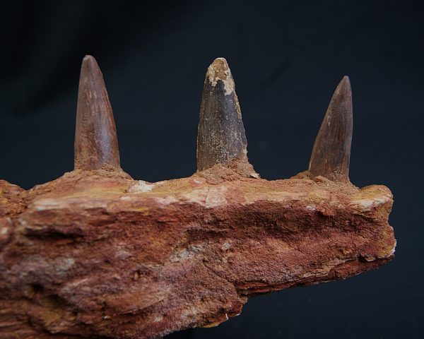 Mandíbula de Spinosaurus aegyptiacus
