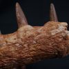 Mandíbula de Spinosaurus aegyptiacus