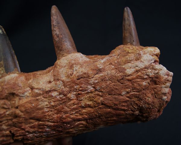 Mandíbula de Spinosaurus aegyptiacus