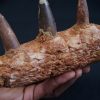 Mandíbula de Spinosaurus aegyptiacus