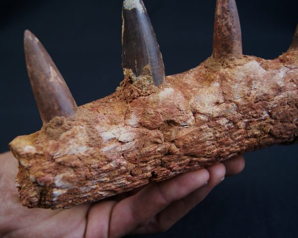 Mandíbula de Spinosaurus aegyptiacus