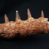 Mandíbula de Spinosaurus aegyptiacus