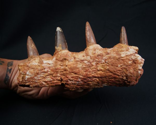 Mandíbula de Spinosaurus aegyptiacus